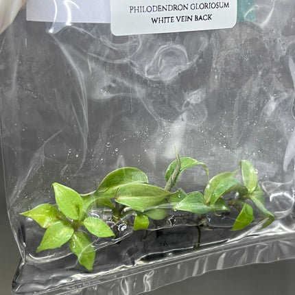 Philodendron Gloriosum White Vein Back Tissue Culture (5 items/bag)