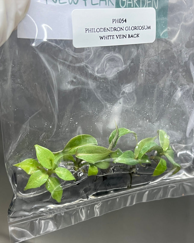 Philodendron Gloriosum White Vein Back Tissue Culture (5 items/bag)