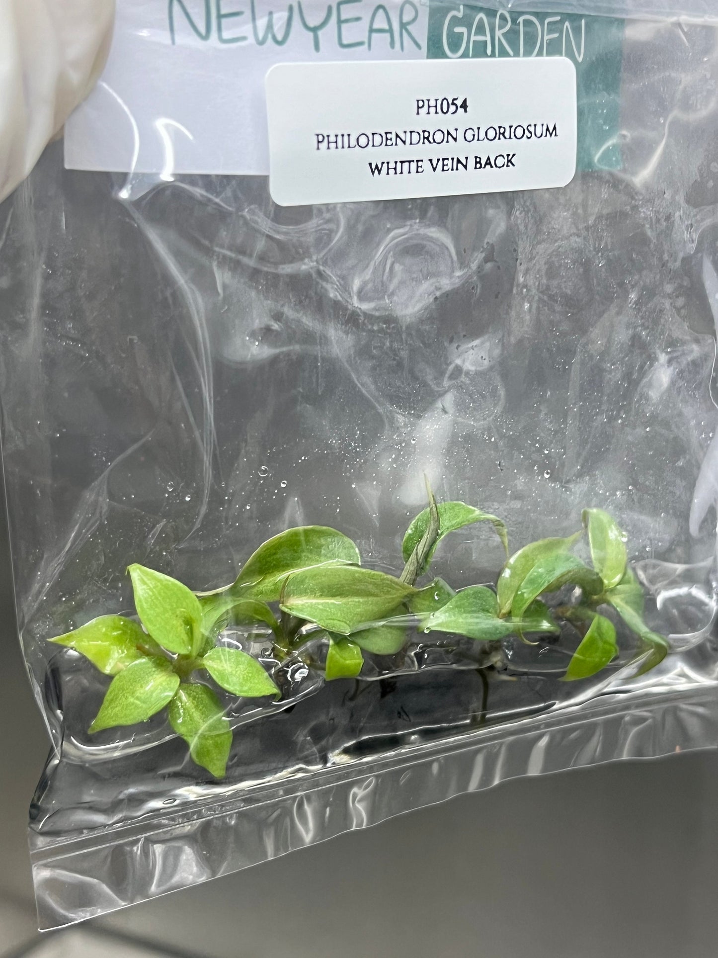 Philodendron Gloriosum White Vein Back Tissue Culture (5 items/bag)