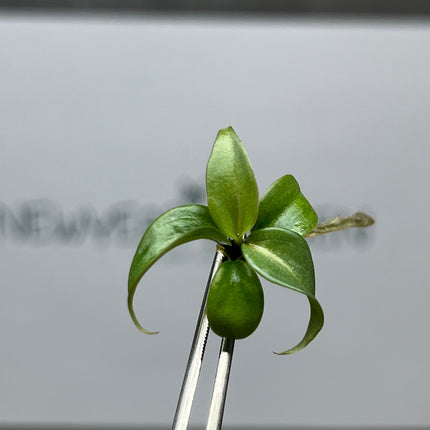 Philodendron Gloriosum White Vein Back Tissue Culture (5 items/bag)
