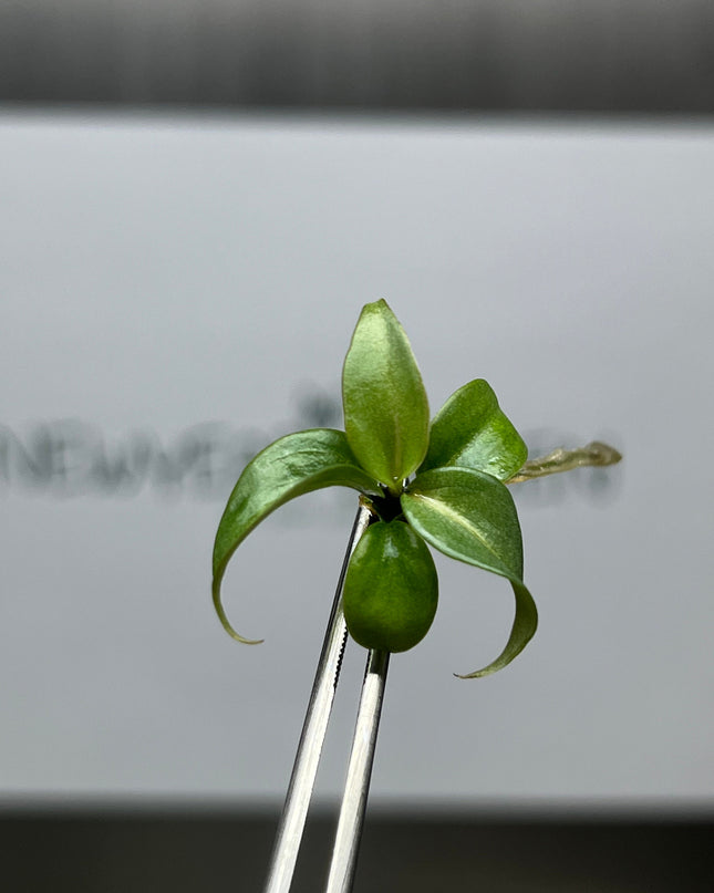 Philodendron Gloriosum White Vein Back Tissue Culture (5 items/bag)