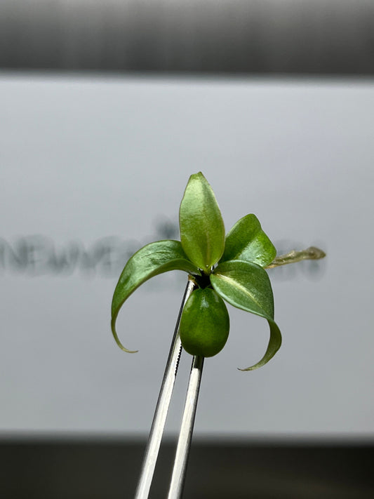 Philodendron Gloriosum White Vein Back Tissue Culture (5 items/bag)