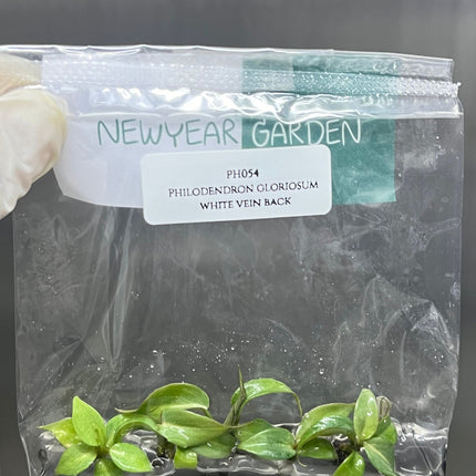 Philodendron Gloriosum White Vein Back Tissue Culture (5 items/bag)