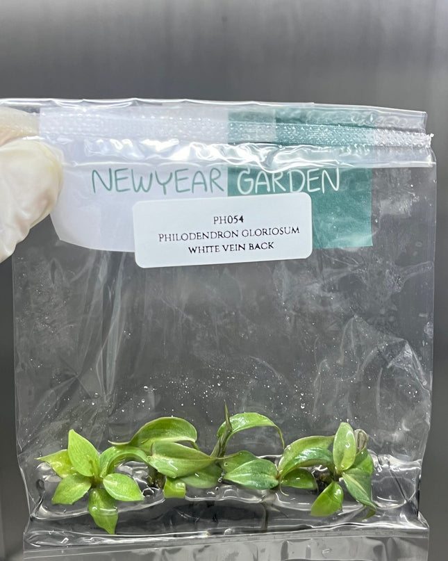 Philodendron Gloriosum White Vein Back Tissue Culture (5 items/bag)