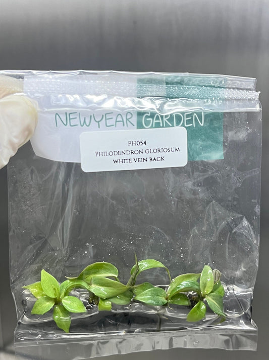 Philodendron Gloriosum White Vein Back Tissue Culture (5 items/bag)