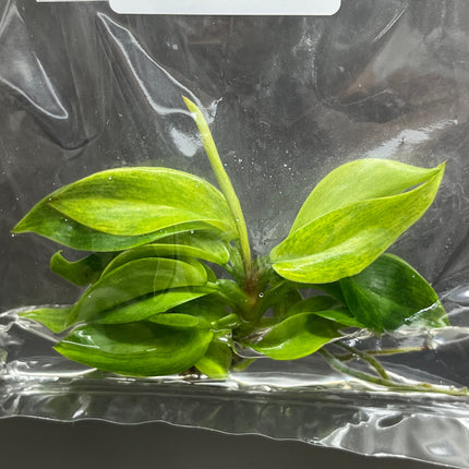 Philodendron Painted Lady Tissue Culture (1 item/bag)