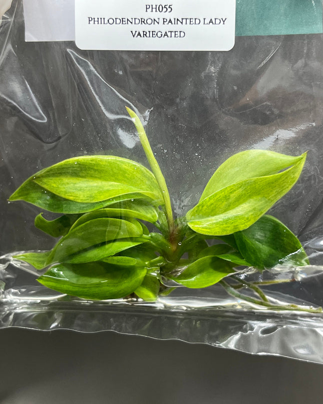 Philodendron Painted Lady Tissue Culture (1 item/bag)