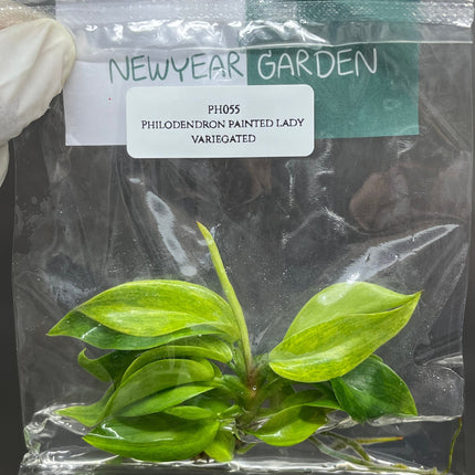 Philodendron Painted Lady Tissue Culture (1 item/bag)