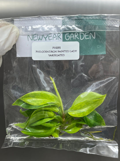 Philodendron Painted Lady Tissue Culture (1 item/bag)