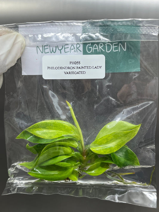Philodendron Painted Lady Tissue Culture (1 item/bag)