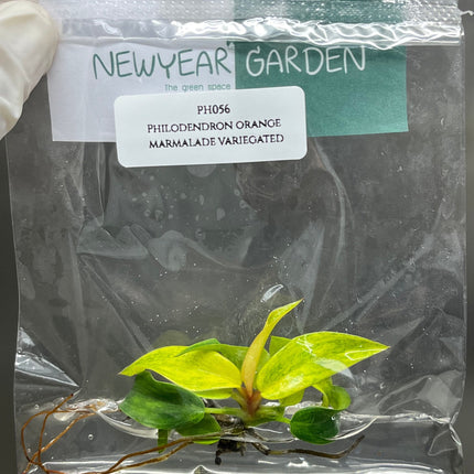Philodendron Orange Marmalade Tissue Culture (1 item/bag)