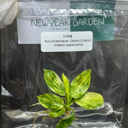 Philodendron Green Congo hybrid Variegated Tissue Culture (1 item/bag)