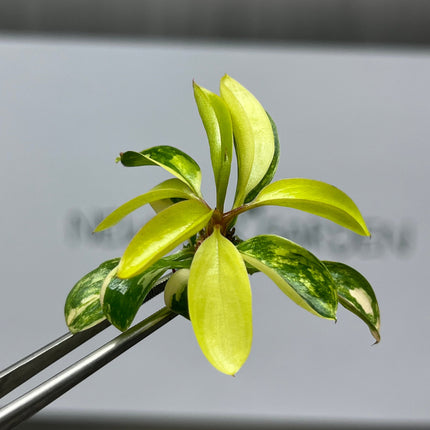 Philodendron Red Congo Variegated Tissue Culture (1 item/bag)
