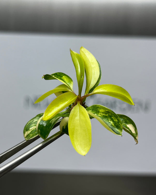 Philodendron Red Congo Variegated Tissue Culture (1 item/bag)