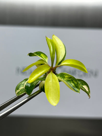 Philodendron Red Congo Variegated Tissue Culture (1 item/bag)