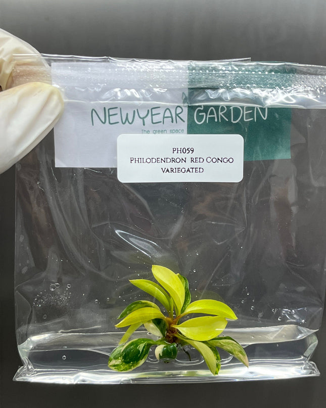 Philodendron Red Congo Variegated Tissue Culture (1 item/bag)