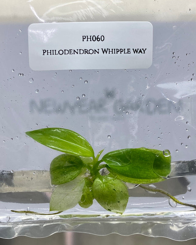Philodendron Whipple Way Tissue Culture (1 item/bag)