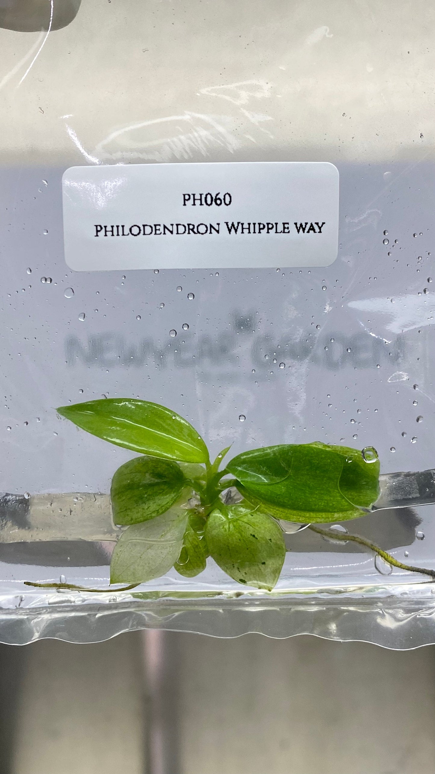 Philodendron Whipple Way Tissue Culture (1 item/bag)