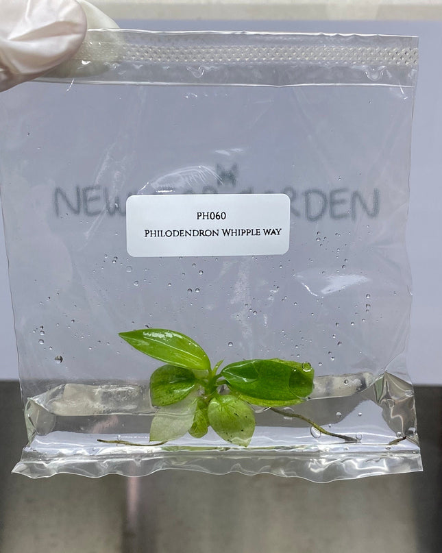 Philodendron Whipple Way Tissue Culture (1 item/bag)