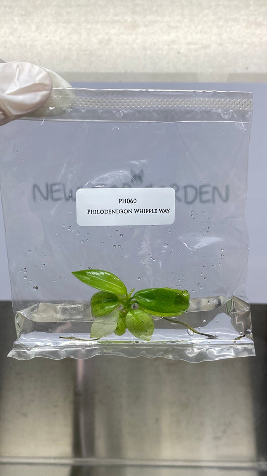 Philodendron Whipple Way Tissue Culture (1 item/bag)
