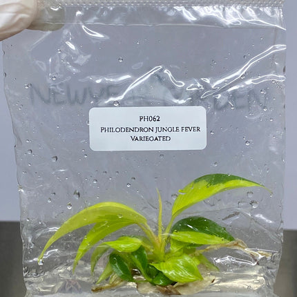 Philodendron Jungle Fever Variegated Tissue Culture (1 item/bag)