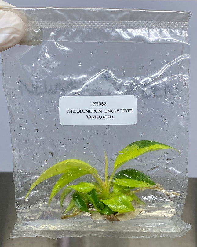 Philodendron Jungle Fever Variegated Tissue Culture (1 item/bag)