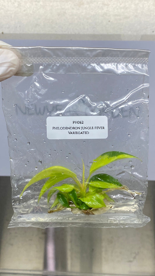 Philodendron Jungle Fever Variegated Tissue Culture (1 item/bag)