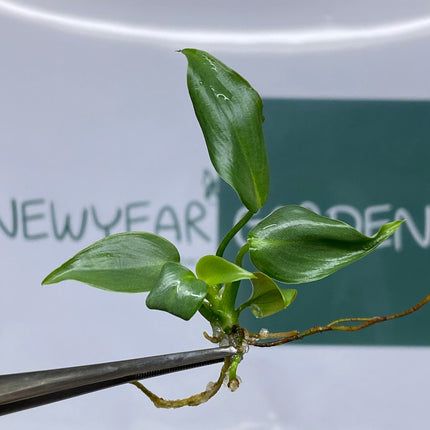 Philodendron Mcdowell Tissue Culture (5 items/bag)