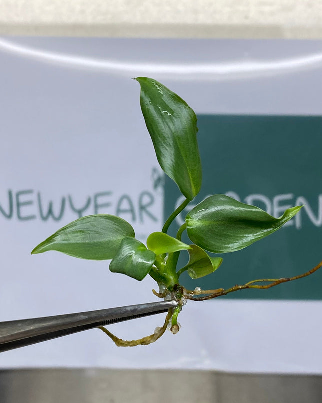Philodendron Mcdowell Tissue Culture (5 items/bag)
