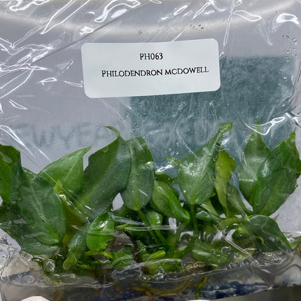 Philodendron Mcdowell Tissue Culture (5 items/bag)