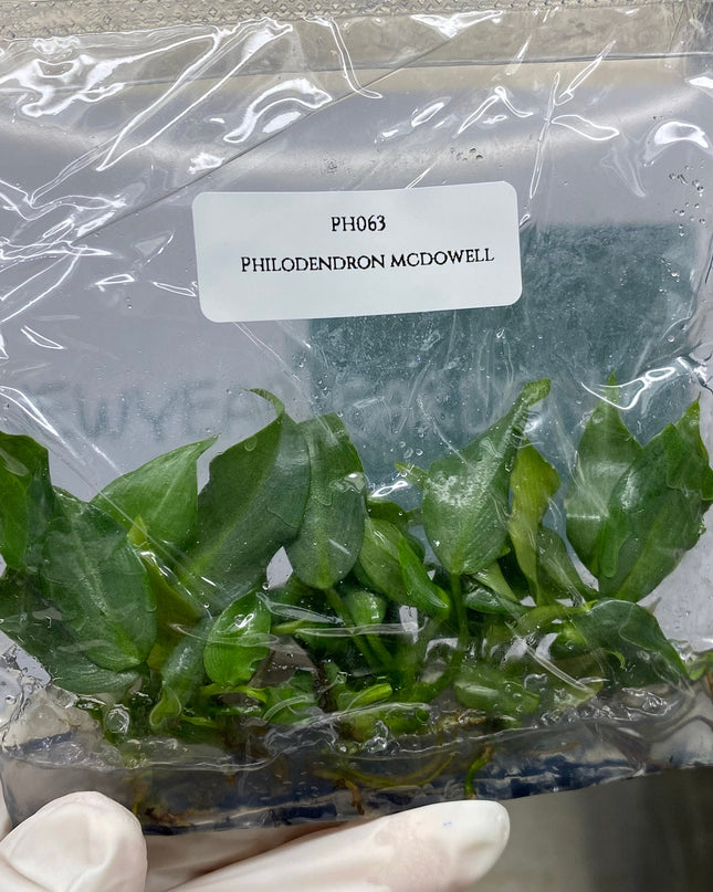 Philodendron Mcdowell Tissue Culture (5 items/bag)