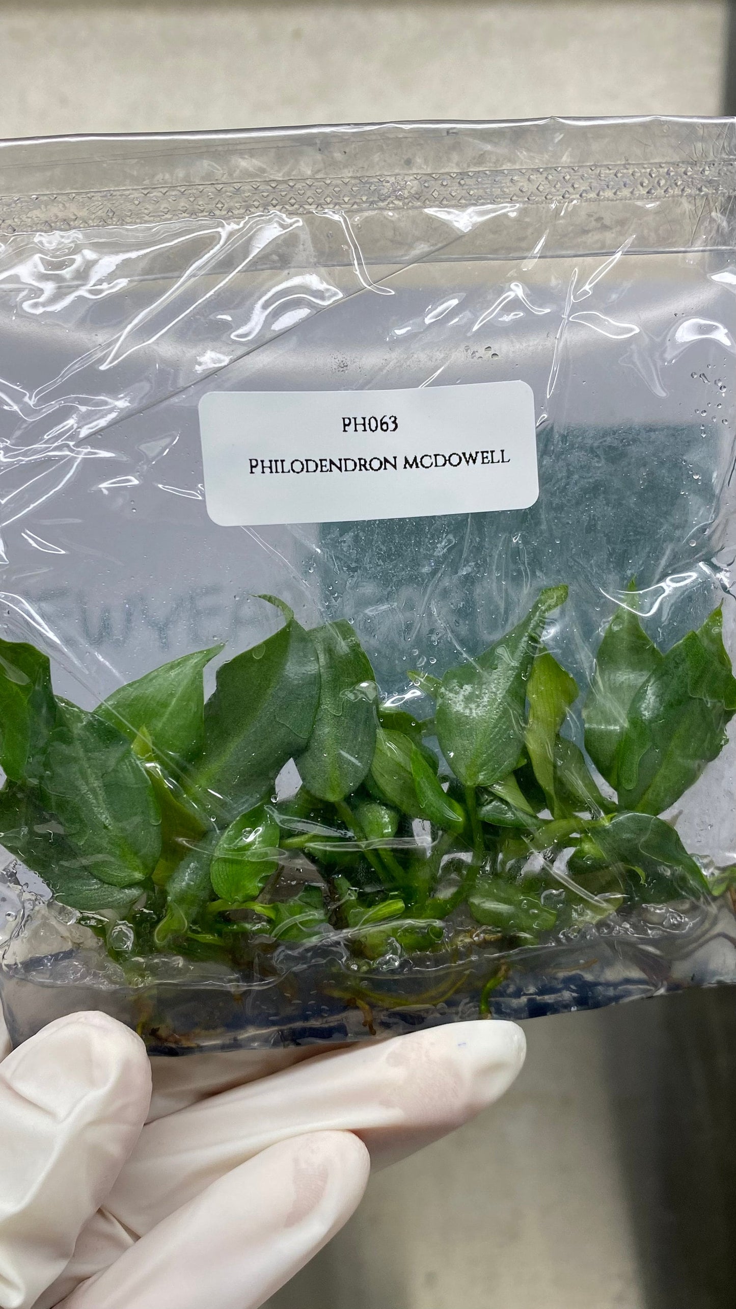 Philodendron Mcdowell Tissue Culture (5 items/bag)