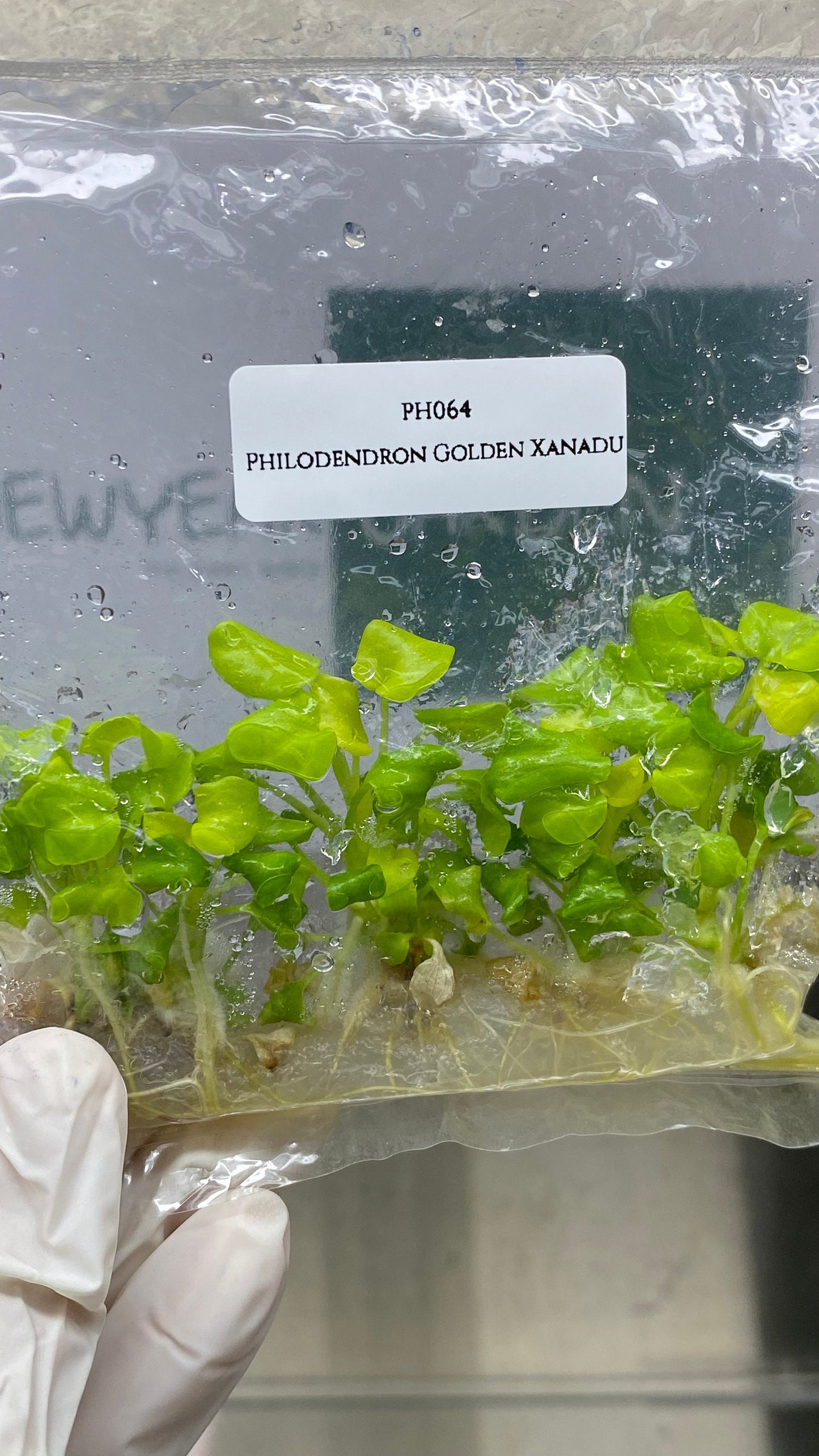 Philodendron Golden Xanadu Tissue Culture (5 items/bag)