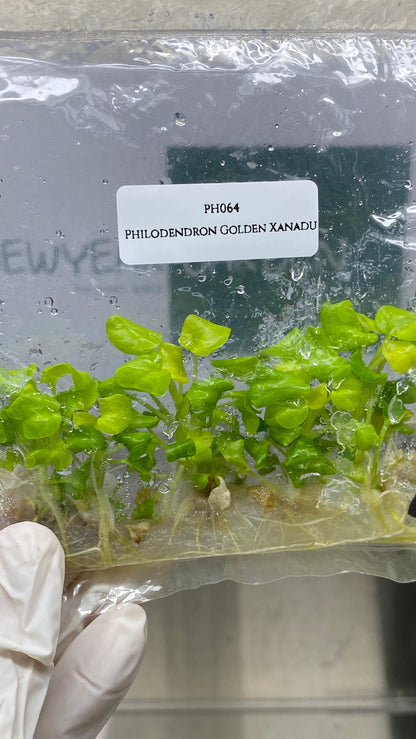 Philodendron Golden Xanadu Tissue Culture (5 items/bag)