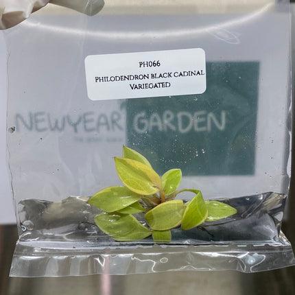 Philodendron Black Cardinal Variegated  Tissue Culture (1 item/bag)
