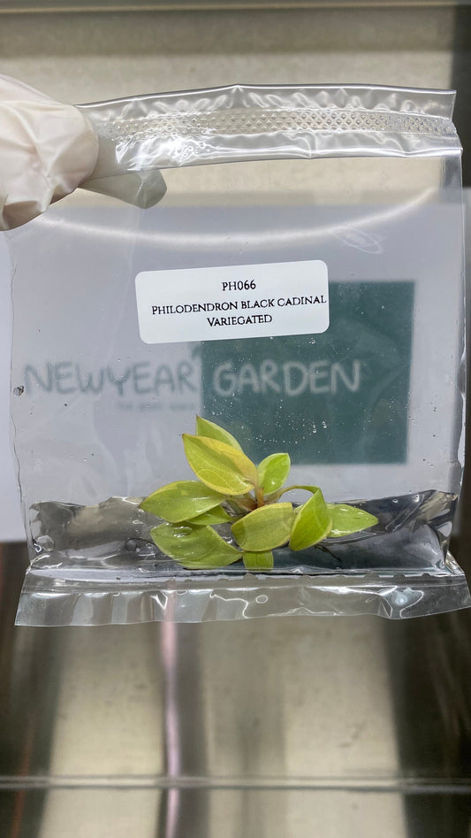 Philodendron Black Cardinal Variegated  Tissue Culture (1 item/bag)