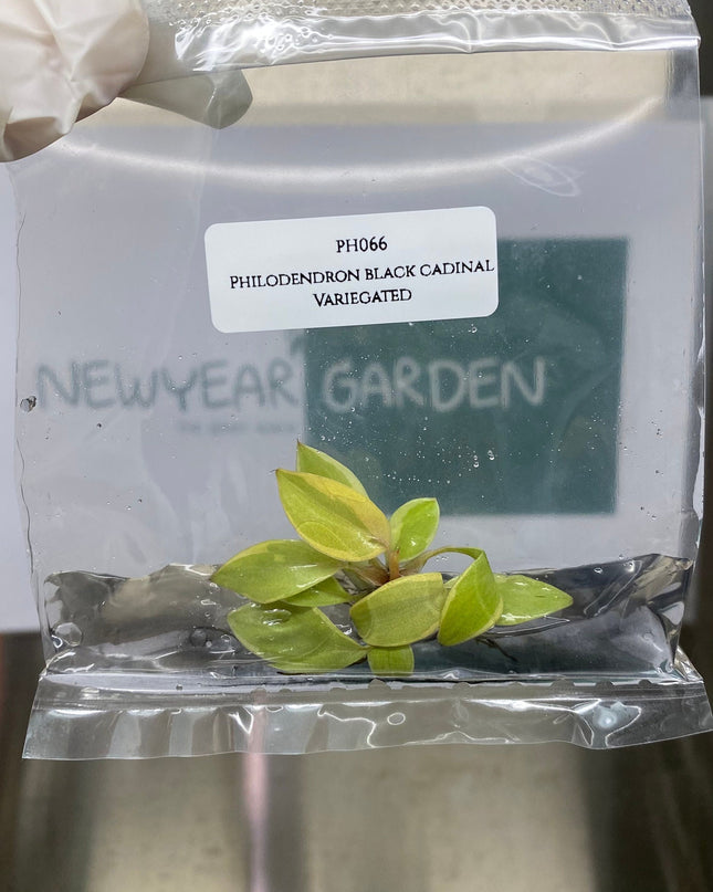Philodendron Black Cardinal Variegated  Tissue Culture (1 item/bag)