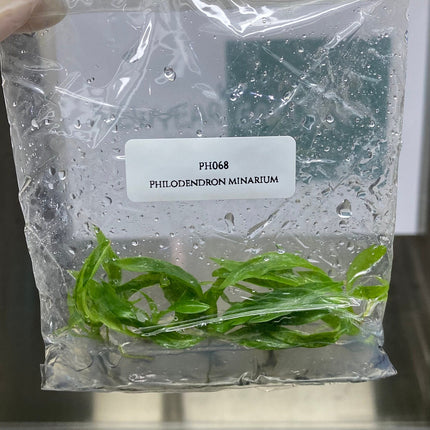 Philodendron Minarium (5 items/bag) Tissue Culture