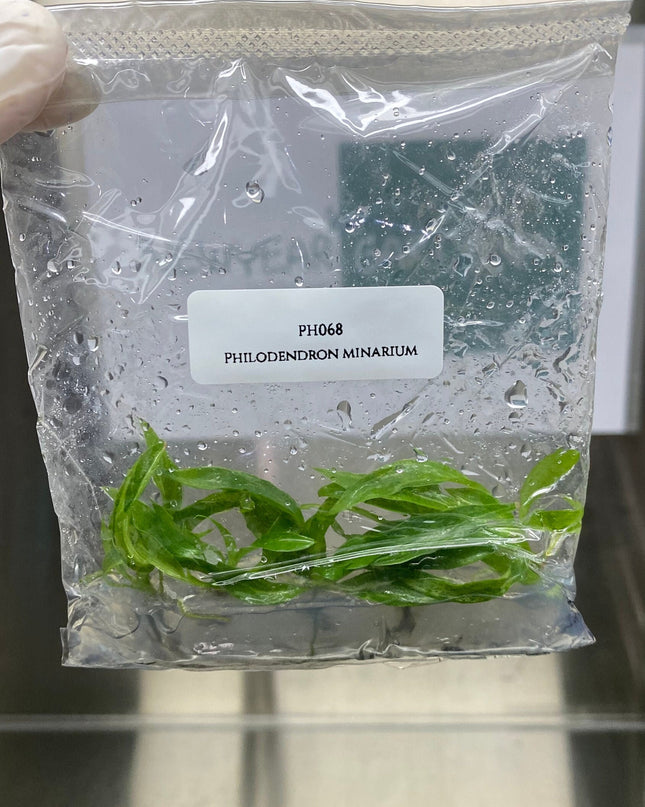 Philodendron Minarium (5 items/bag) Tissue Culture