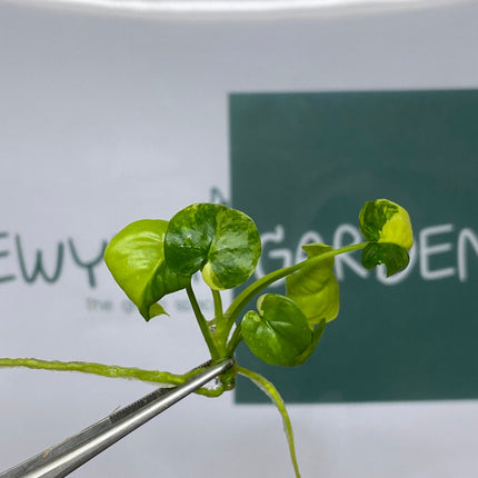Philodendron Goeldii Variegated Tissue Culture (1 item/bag)