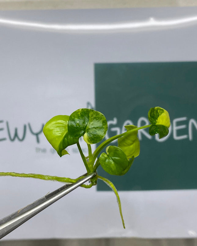 Philodendron Goeldii Variegated Tissue Culture (1 item/bag)