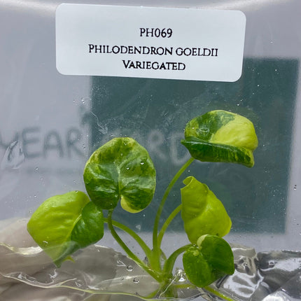 Philodendron Goeldii Variegated Tissue Culture (1 item/bag)