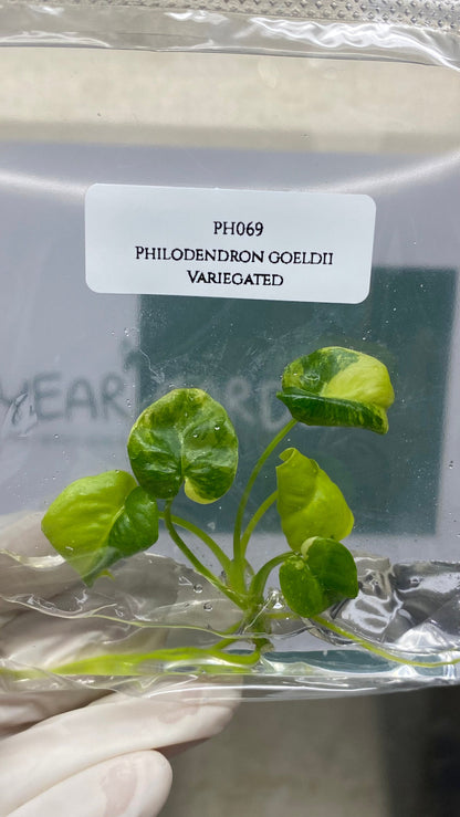 Philodendron Goeldii Variegated Tissue Culture (1 item/bag)
