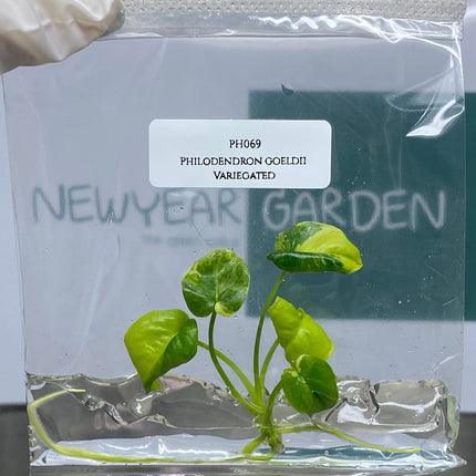Philodendron Goeldii Variegated Tissue Culture (1 item/bag)