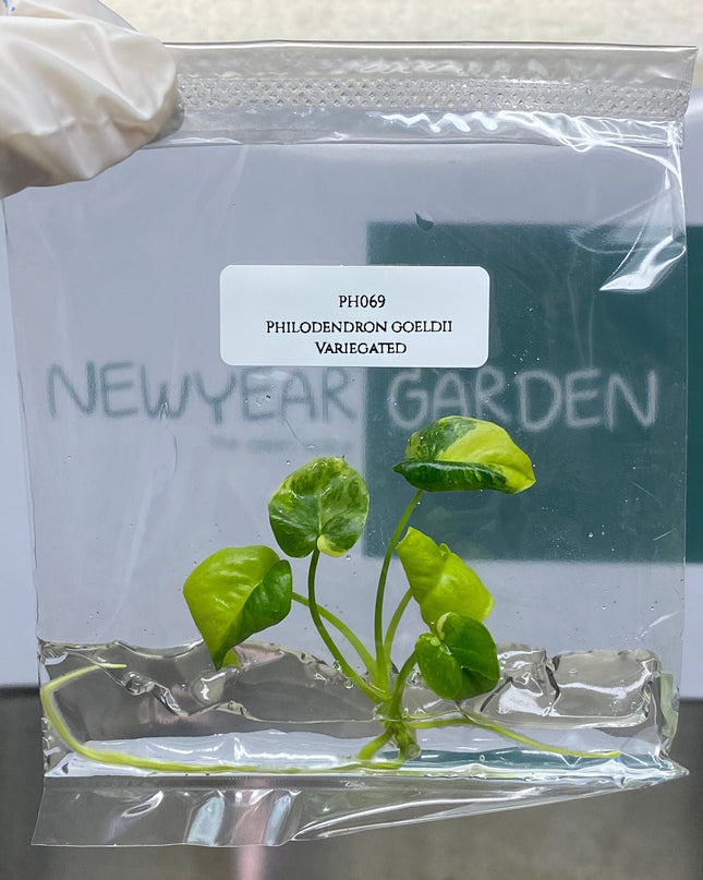 Philodendron Goeldii Variegated Tissue Culture (1 item/bag)