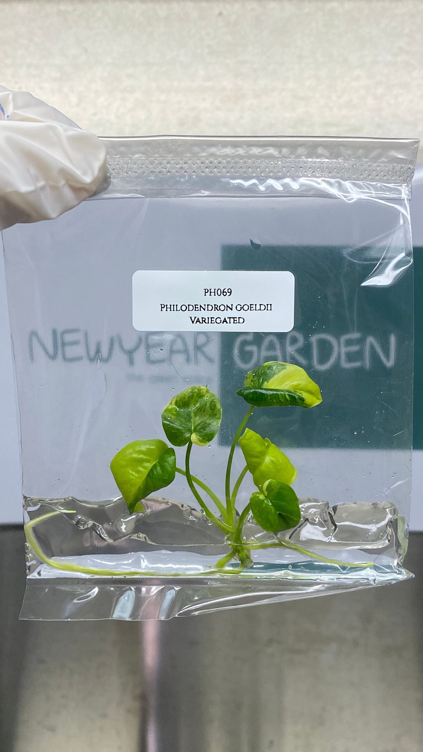 Philodendron Goeldii Variegated Tissue Culture (1 item/bag)