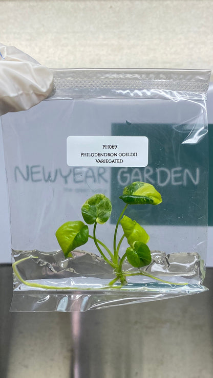 Philodendron Goeldii Variegated Tissue Culture (1 item/bag)
