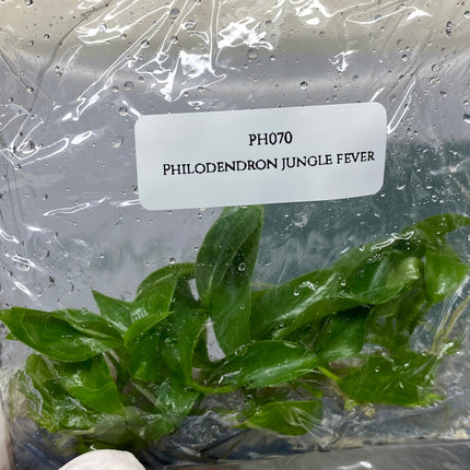Philodendron Jungle Fever GREEN Tissue Culture (5 plants/bag)