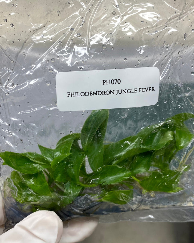 Philodendron Jungle Fever GREEN Tissue Culture (5 plants/bag)