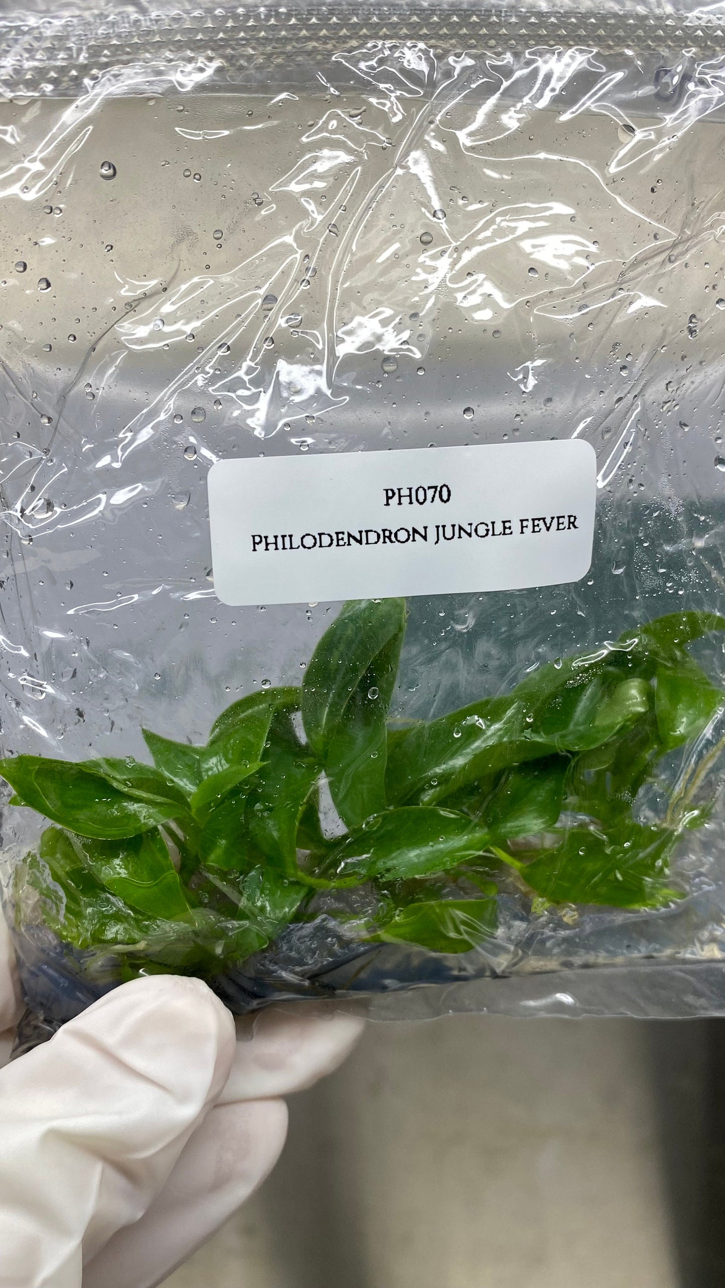 Philodendron Jungle Fever GREEN Tissue Culture (5 plants/bag)
